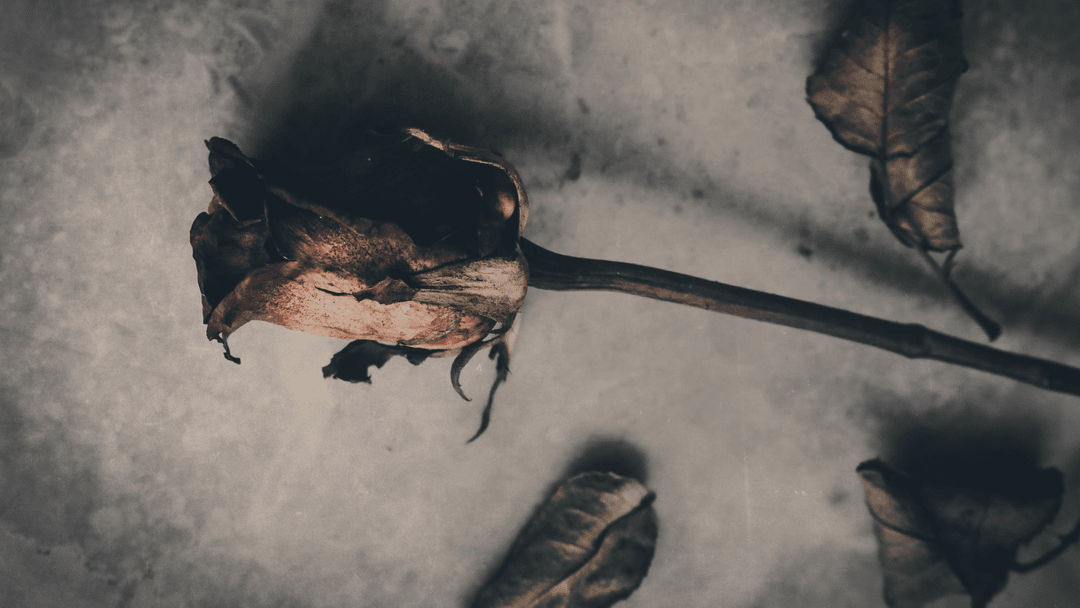 Withered