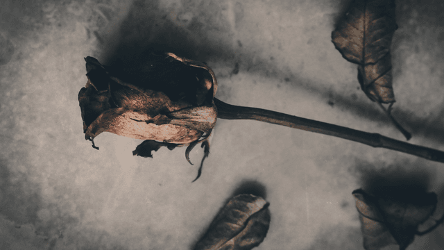 Withered